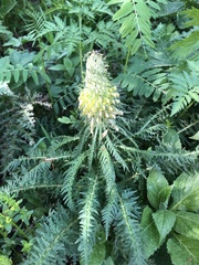 Pedicularis condensata