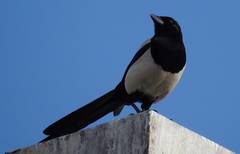 Pica pica