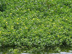 Ludwigia taiwanensis