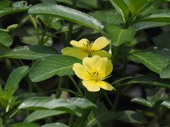 Ludwigia taiwanensis