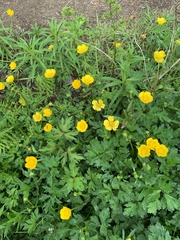 Ranunculus repens