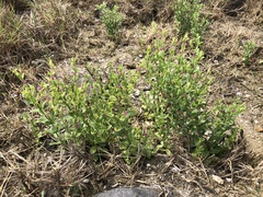 Centaurium japonicum