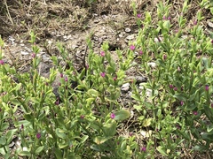 Centaurium japonicum