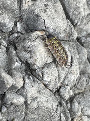 Porcellio