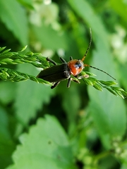 Cantharis fusca