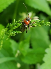 Cantharis fusca