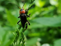 Cantharis fusca
