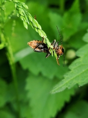 Cantharis fusca