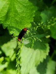 Cantharis fusca