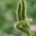 Hooked Bristle Grass - Photo no rights reserved, uploaded by 葉子