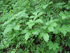 Eleutherococcus sessiliflorus