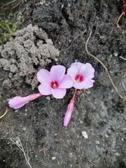 Oxalis stokoei