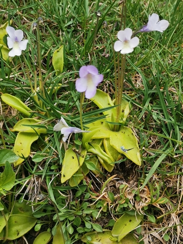 Pinguicula corsica (Pinguicula corsica)