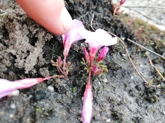 Oxalis stokoei
