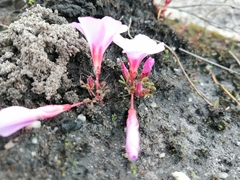 Oxalis stokoei
