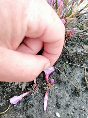 Oxalis stokoei