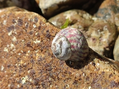 Steromphala umbilicalis