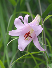 Lilium japonicum