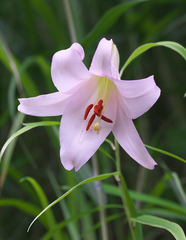 Lilium japonicum