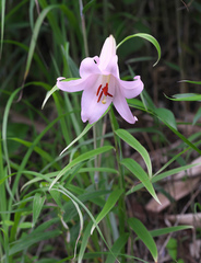 Lilium japonicum