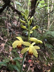 Phaius flavus