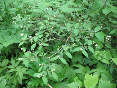 Philadelphus tenuifolius