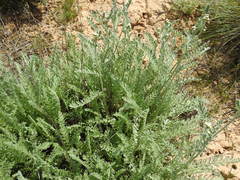 Tanacetum achilleifolium