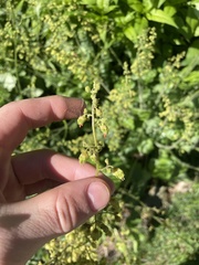 Heuchera richardsonii