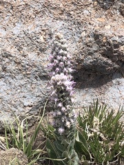 Veronica plantaginea