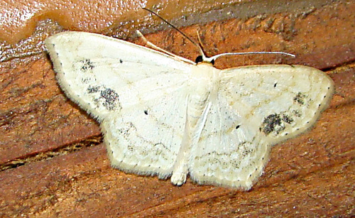 Large Lace-border Moth, photo 4 of 7