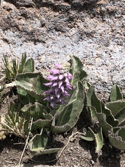 Veronica plantaginea