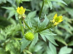 Ranunculus silerifolius