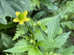 Ranunculus silerifolius