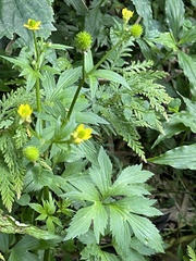 Ranunculus silerifolius