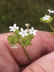 Valerianella nuttallii