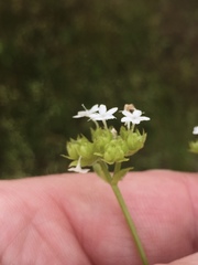 Valerianella nuttallii