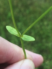 Valerianella nuttallii