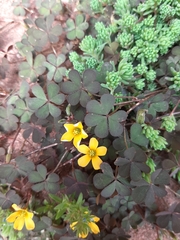 Oxalis corniculata