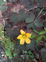 Oxalis corniculata
