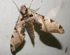 Protambulyx eurycles