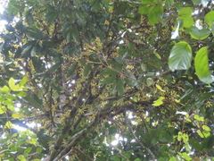 Polyalthia lateriflora