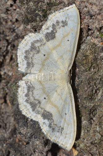 Large Lace-border Moth photo 3