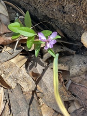 Rhinotropis californica