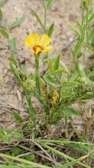 Linum imbricatum