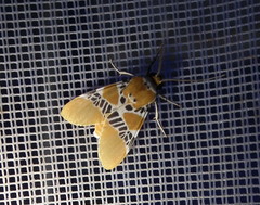 Idalus ochreata