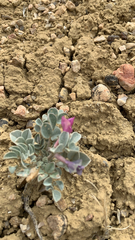 Astragalus chamaeleuce