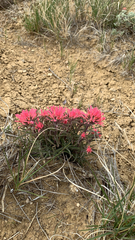 Castilleja angustifolia angustifolia