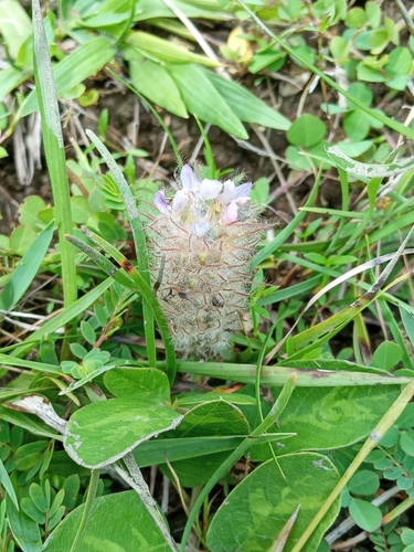 Image of Uraria lagopodioides by (c) Beah Vega, some rights reserved (CC BY)