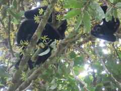 Polyalthia lateriflora