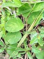 Uraria lagopodioides